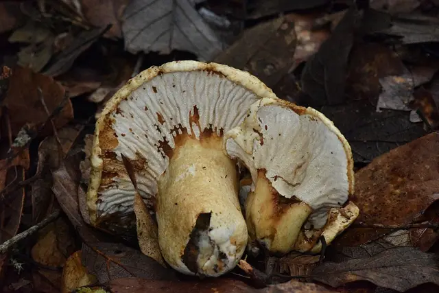 Deceiving Milkcap, Cottonroll Milkycap (Lactarius deceptivus), photo