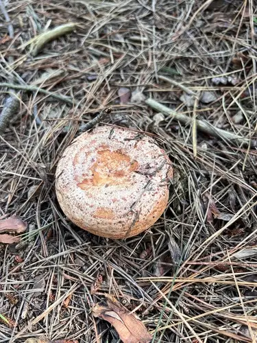 Saffron Milk-Cap (Lactarius deliciosus), photo
