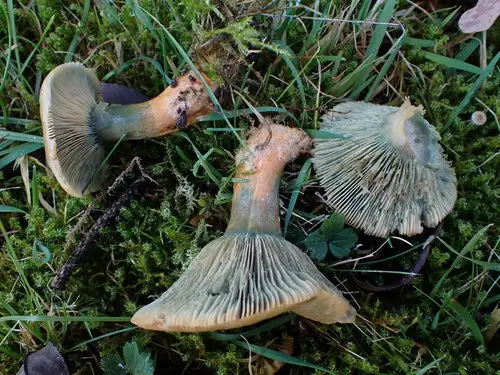 False Saffron Milkcap (Lactarius deterrimus), photo