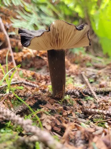 Velvety Milk Cap (Lactarius fallax), photo
