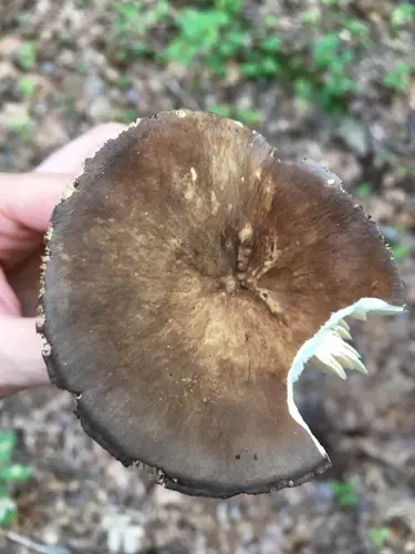 Sooty Milkcap (Lactarius fuliginosus), photo