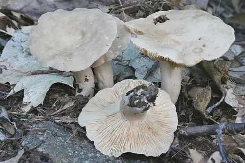 Lactarius fumosus (Lactarius fumosus), photo