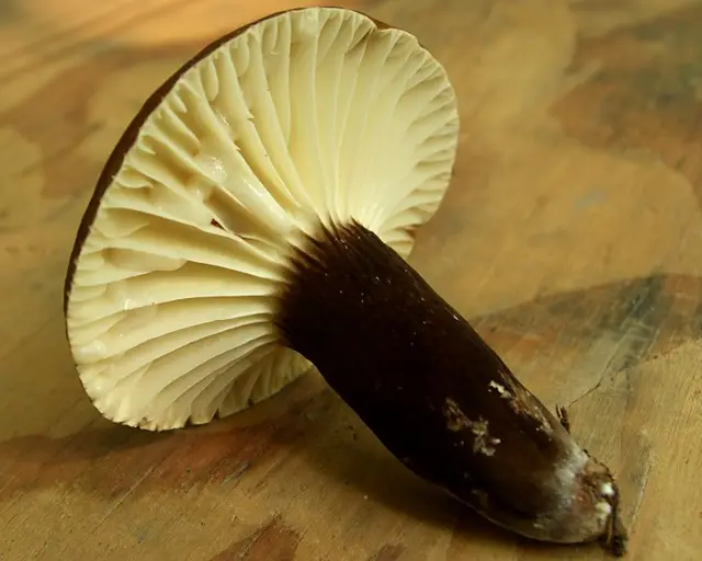 Gerard Milky (Lactarius gerardii), photo