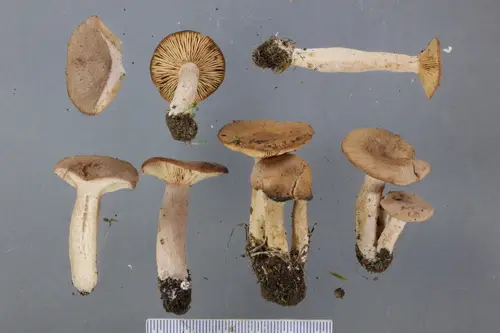 Coconut Milkcap (Lactarius glyciosmus), photo