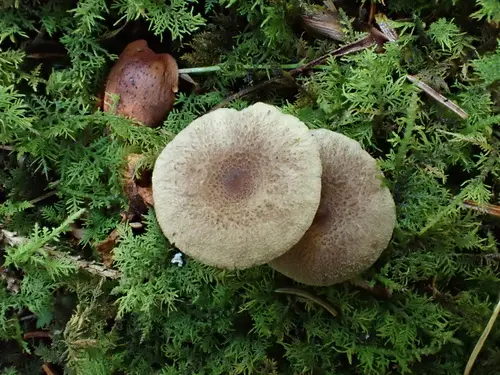 Gray Milkcap (Lactarius griseus), photo