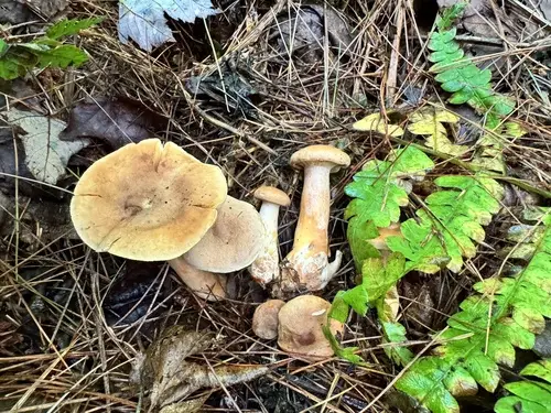 Burnt-Sugar Milky (Lactarius helvus), photo