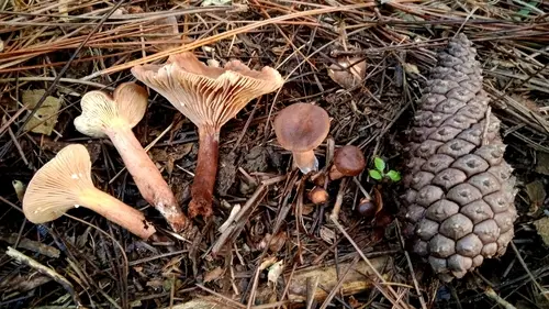 Liver Milkcap (Lactarius hepaticus), photo