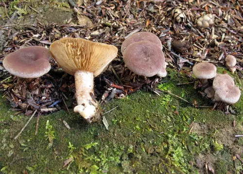Lactarius hibbardiae (Lactarius hibbardiae), photo