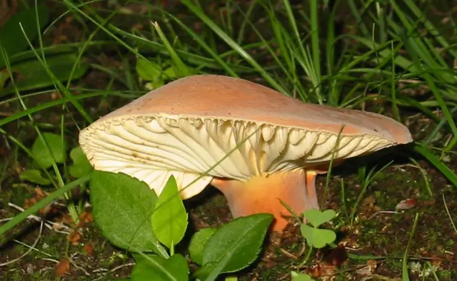 Lactarius hygrophoroides (Lactarius hygrophoroides), photo