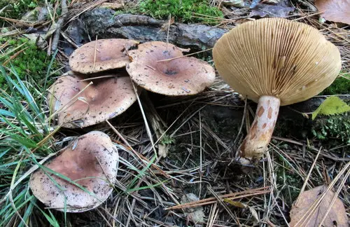 Dyed Milkcap (Lactarius hysginus), photo