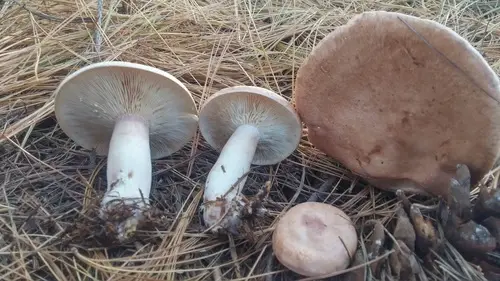 Lactarius imperceptus (Lactarius imperceptus), photo