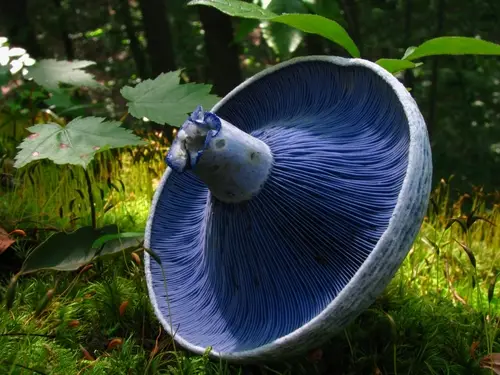 Blue Lactarius (Lactarius indigo), photo