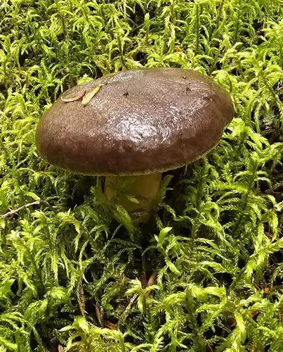Kauffman's Milk Cap (Lactarius kauffmanii), photo