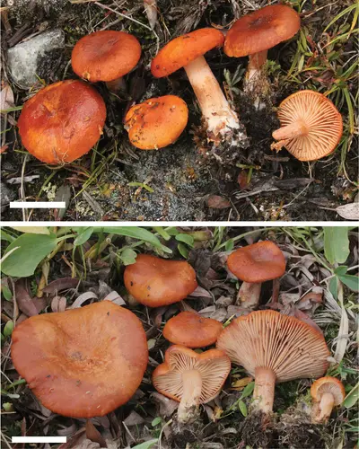 Lactarius lanceolatus (Lactarius lanceolatus), photo