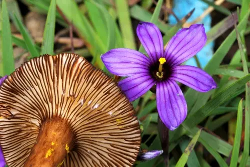 Sooty Spruce Lactarius (Lactarius lignyotellus), photo