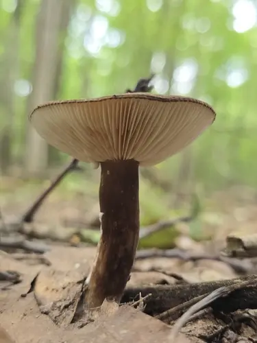 Chocolate Milky (Lactarius lignyotus), photo