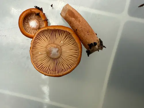 Lactarius luculentus (Lactarius luculentus), photo