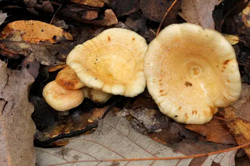 Lactarius maculatipes (Lactarius maculatipes), photo