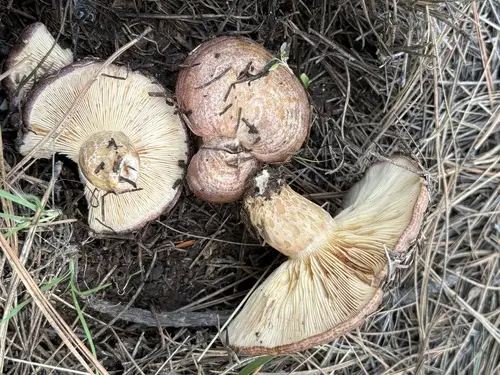 Lactarius montanus (Lactarius montanus), photo
