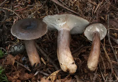 Slimy Milky (Lactarius mucidus), photo
