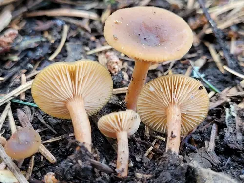 Lactarius occidentalis (Lactarius occidentalis), photo