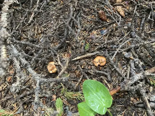 Lactarius olympianus (Lactarius olympianus), photo