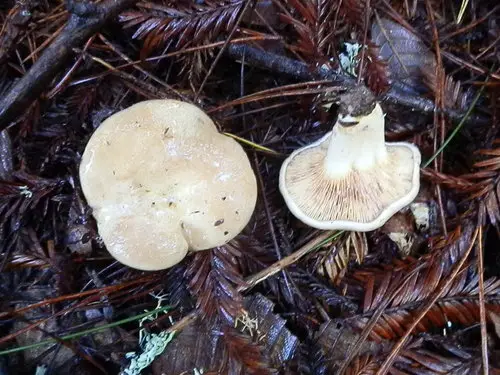 Lactarius pallescens (Lactarius pallescens), photo