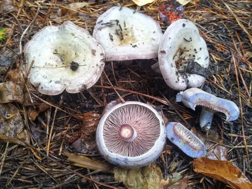 Silver-Blue Milkcap (Lactarius paradoxus), photo