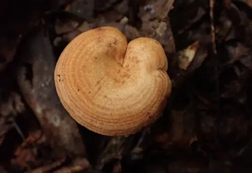 Peck's Milky Cap (Lactarius peckii), photo