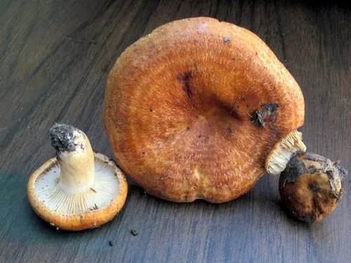 Lactarius proximellus (Lactarius proximellus), photo
