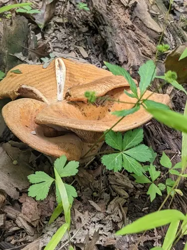 Lactarius psammicola (Lactarius psammicola), photo