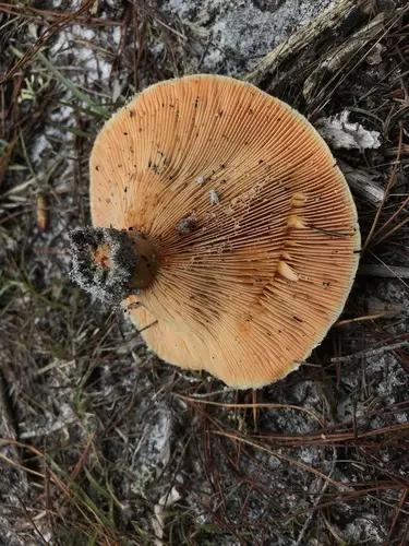Lactarius pseudodeliciosus (Lactarius pseudodeliciosus), photo