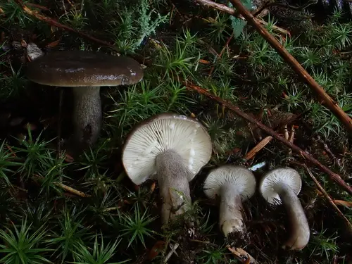 Gray-Stemmed Milk Cap (Lactarius pseudomucidus), photo