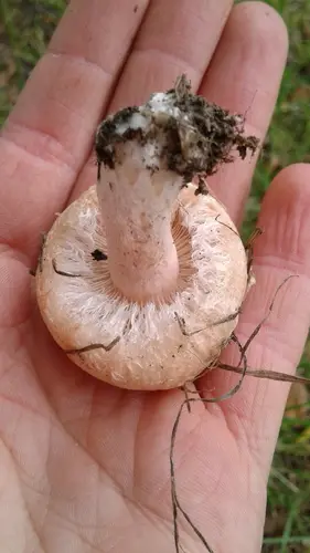 Bearded Milkcap (Lactarius pubescens), photo