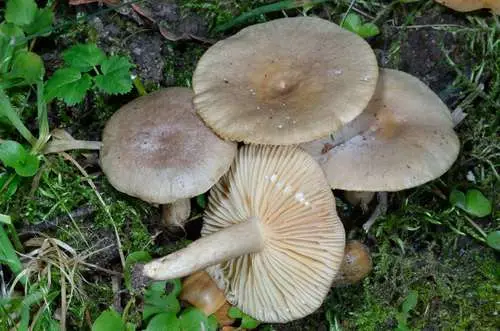 Fiery Milkcap (Lactarius pyrogalus), photo