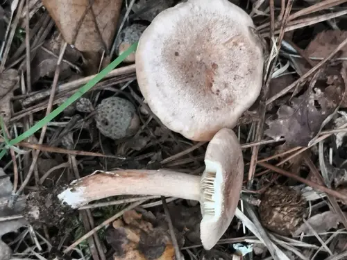 Oak Milk-Cap (Lactarius quietus), photo