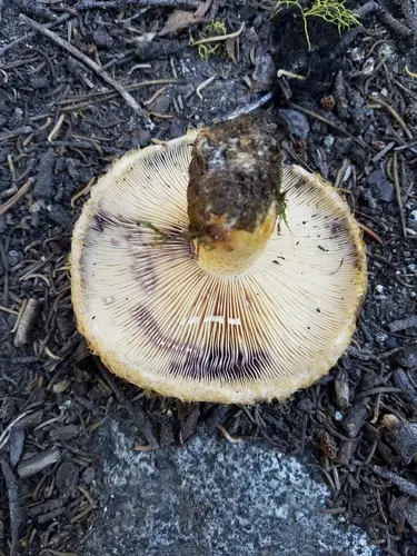 Northern Bearded Milkcap (Lactarius repraesentaneus), photo