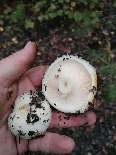 Rollrim Milkcap (Lactarius resimus), photo