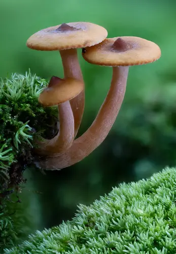 Lactarius rimosellus (Lactarius rimosellus), photo