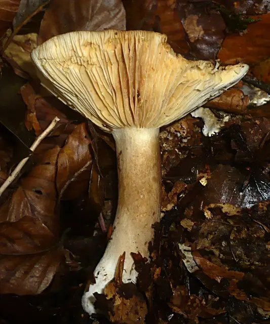 Lactarius romagnesii (Lactarius romagnesii), photo