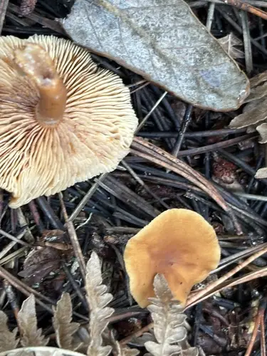 Candy Cap (Lactarius rubidus), photo