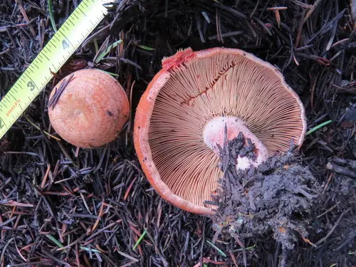 Bleeding Milk Cap (Lactarius rubrilacteus), photo