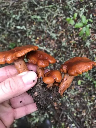 Rufous Candy Cap (Lactarius rufulus), photo