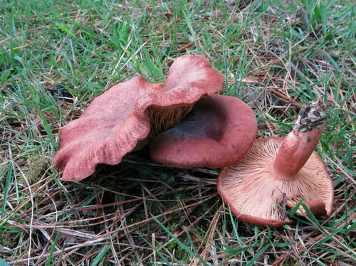 Red Hot Milk Cap (Lactarius rufus), photo