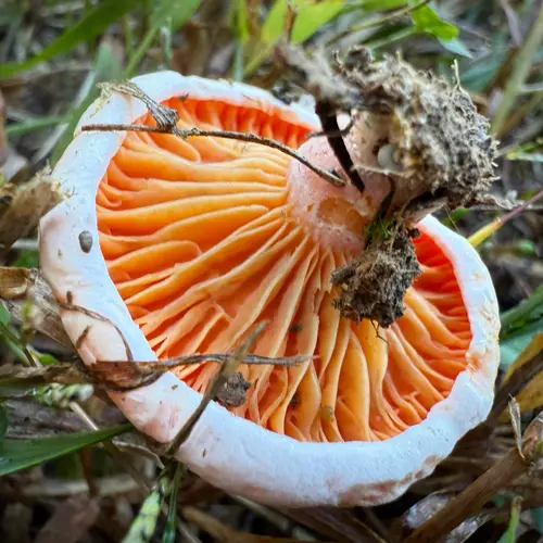 Lactarius salmoneus (Lactarius salmoneus), photo