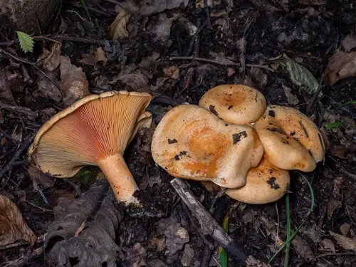 Salmon Milkcap (Lactarius salmonicolor), photo
