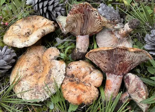 Bloody Milkcap (Lactarius sanguifluus), photo