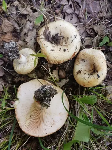 Scrobiculate Milk Cap (Lactarius scrobiculatus), photo