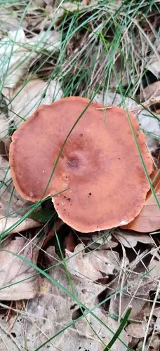 Mild Milkcap (Lactarius subdulcis), photo