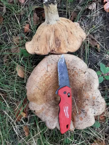 Lactarius subpalustris (Lactarius subpalustris), photo